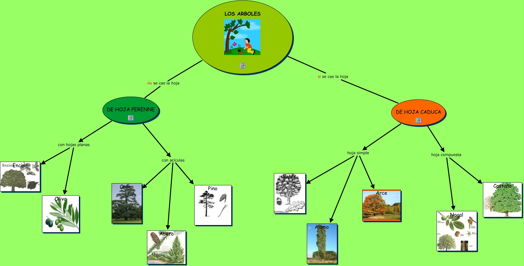 Resultado de imagen de árboles hoja caduca