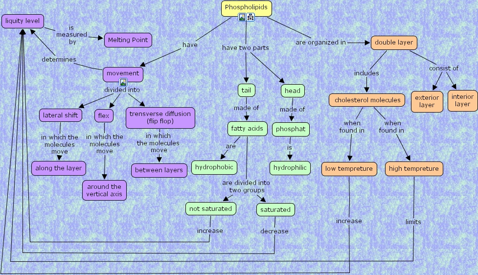 IHMC CmapTools Concept Map phospholipids in the cell membrane
