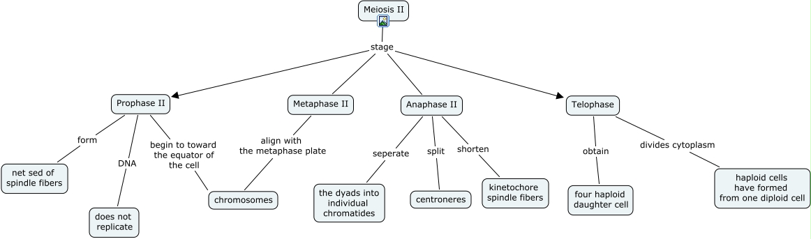 Meiosis2 AL