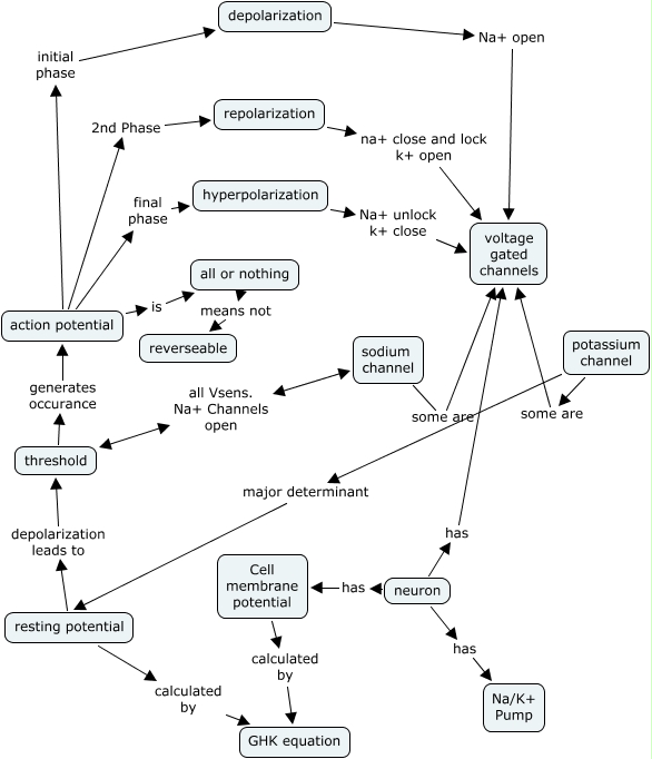 Action Potential