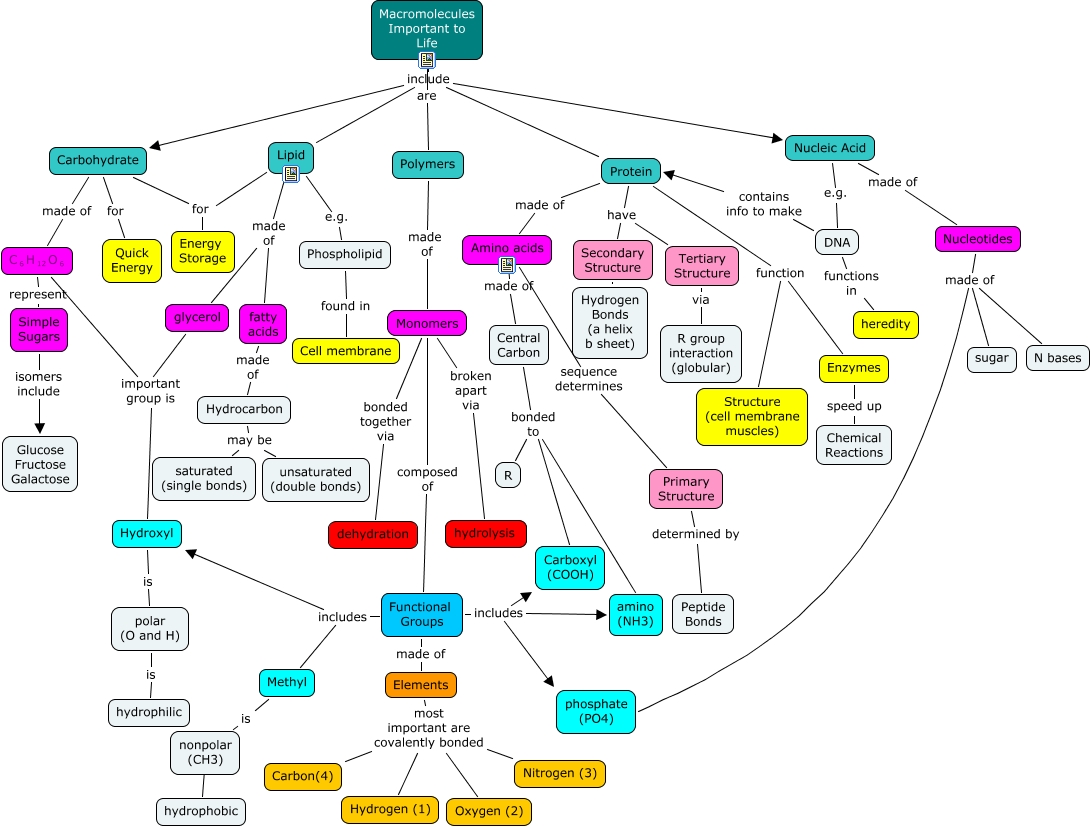Macromolecules Concept Map