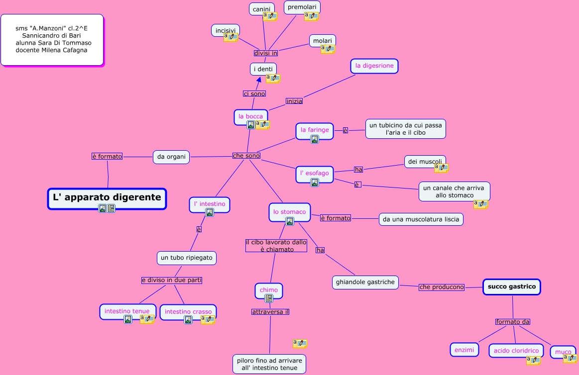 Apparato Digerente Sara Di Tommaso Mappa Concettuale
