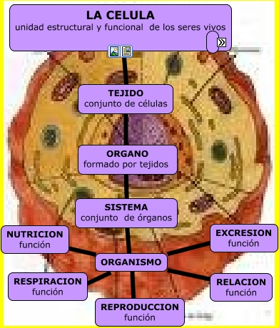 Mapa Conceptual Celula