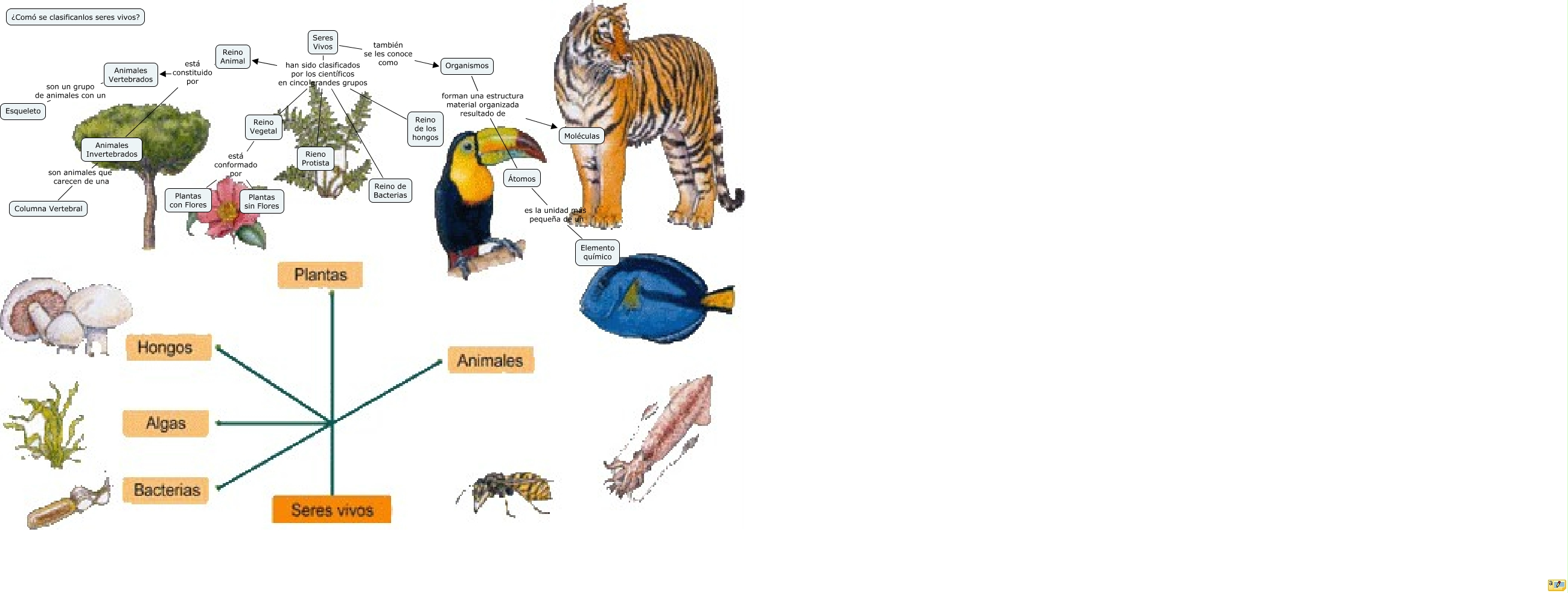 Seres Vivos 8º C - ¿Como se clasifican los seres vivos?