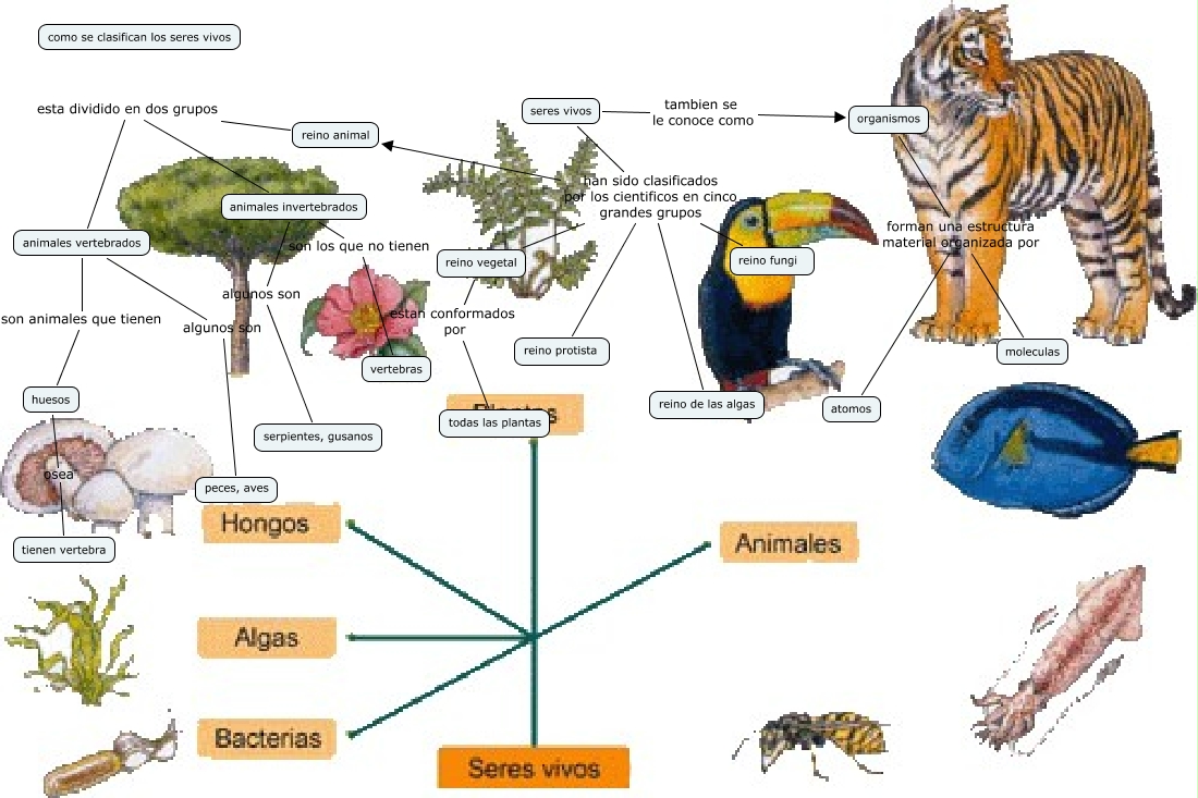 seres vivos 8ºc - ¿como se clasifican los seres vivos?