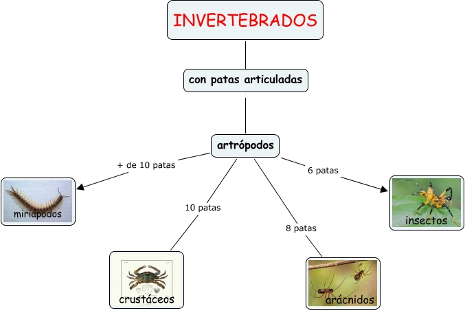 invertebrados - ¿qué artrópodos conocemos?