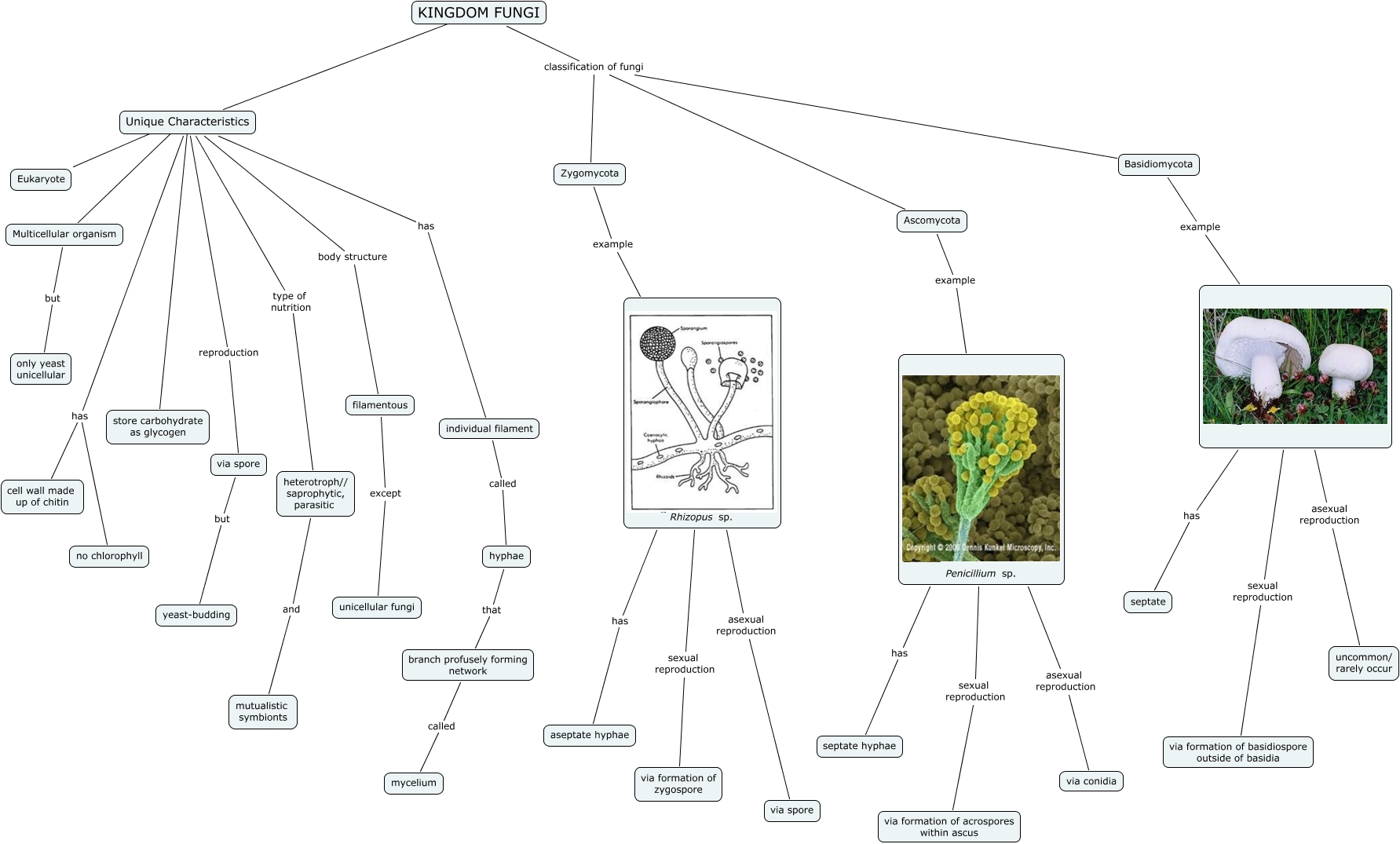 Классификация грибов схема. Fungi классификация грибов. Fungi схема. Kingdom fungi classification. Fungi микробиология строение.