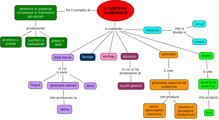 Copia Di Apparato Digerente Mappa Concettuale