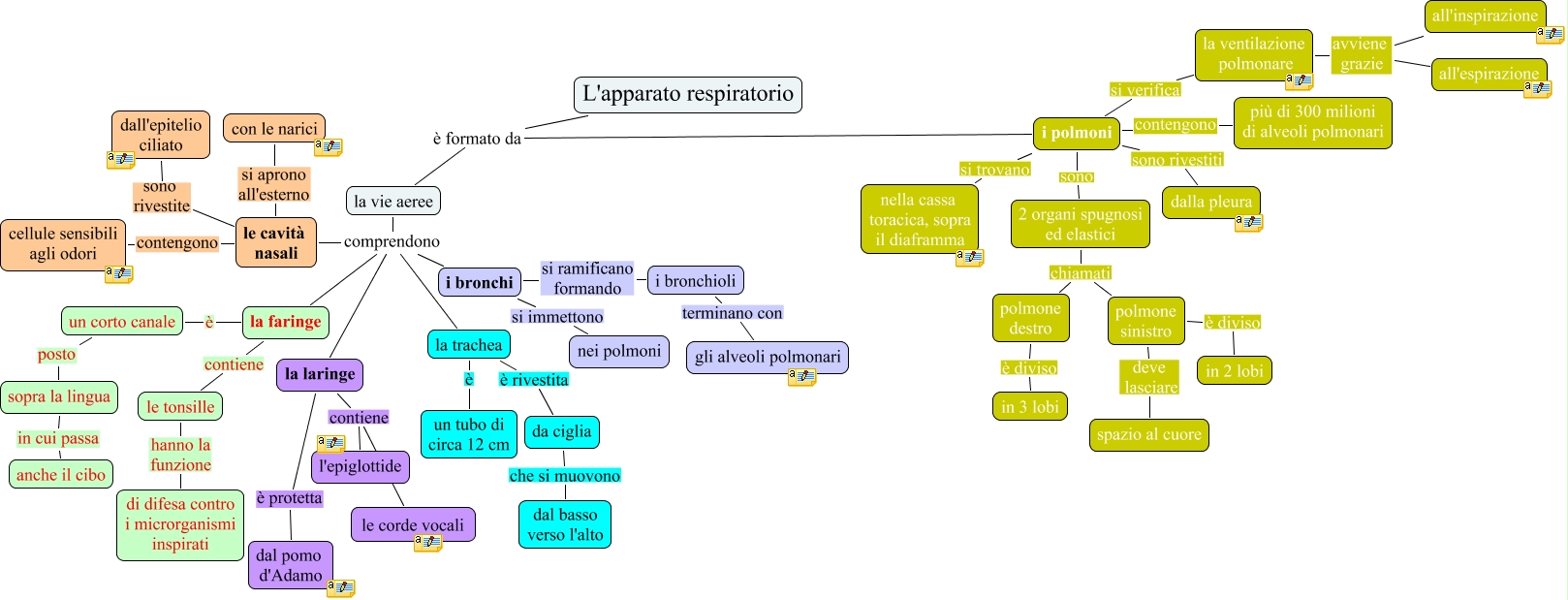 L Apparato Respiratorio Mappa Concettuale