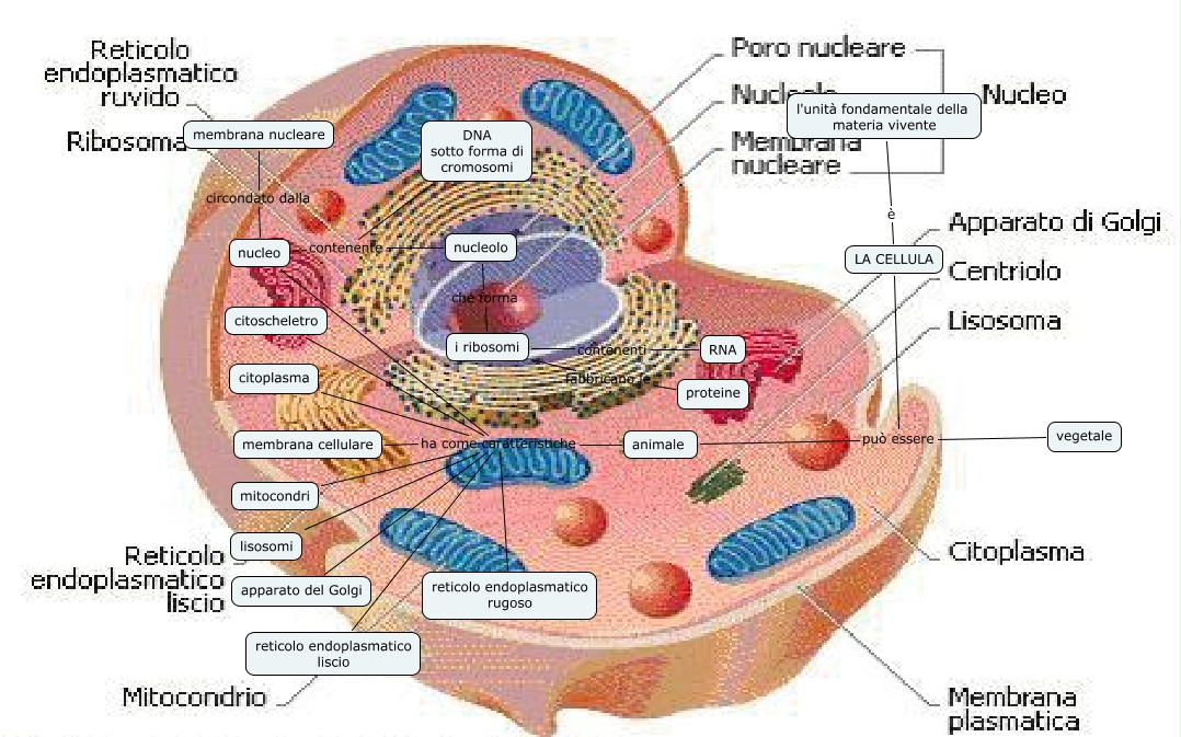 cellula