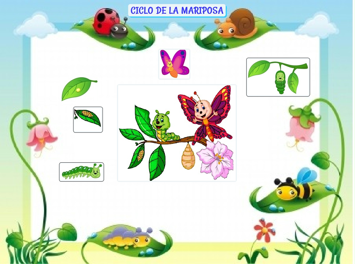 CICLO DE LA MARIPOSA