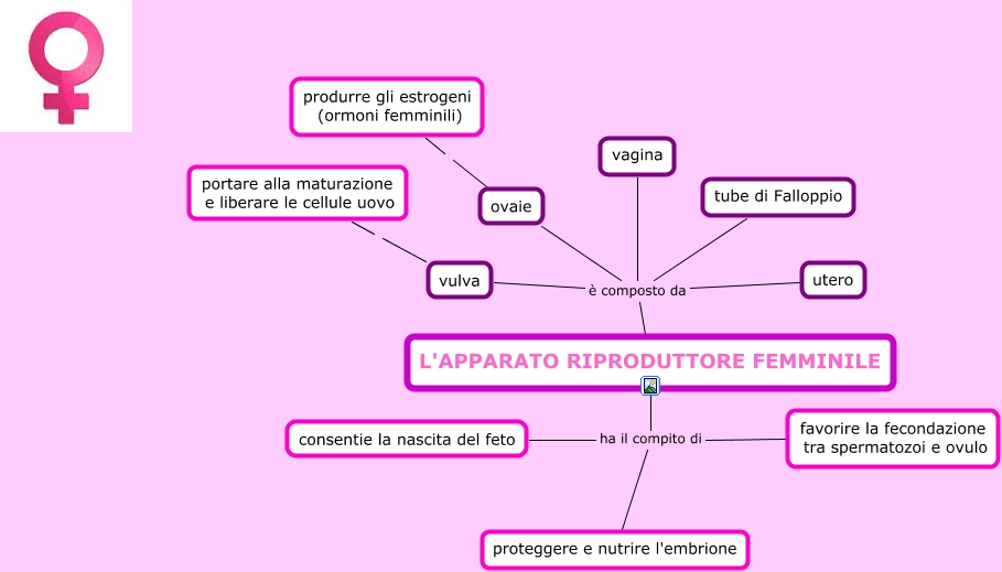 Apparato Riproduttore Femminile 5187