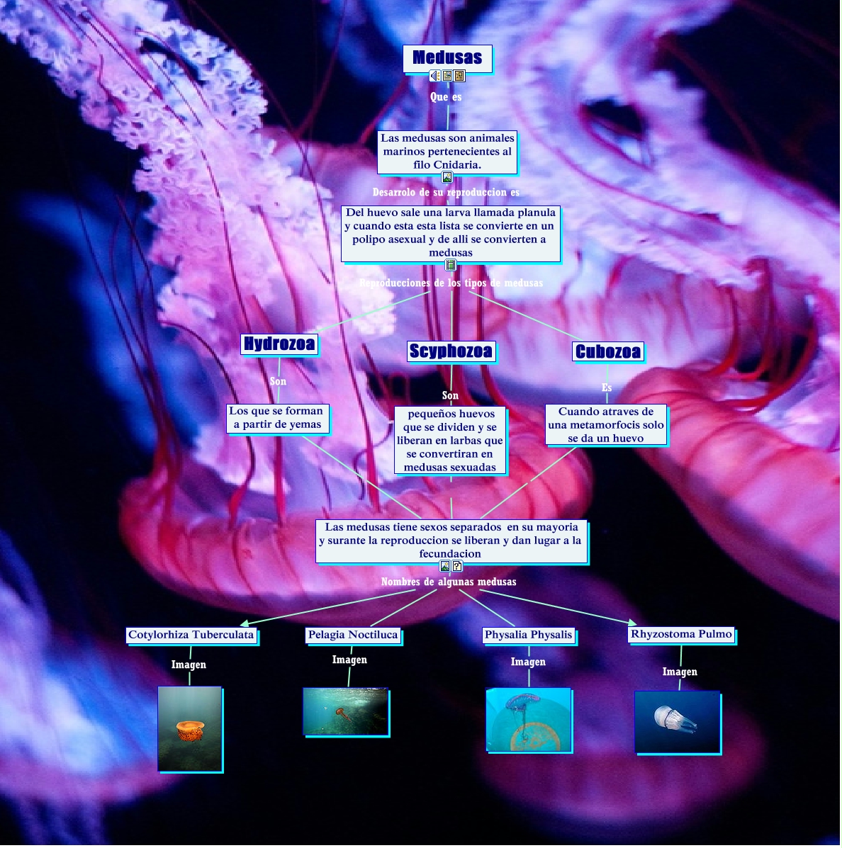 Medusas - Que son las medusas
