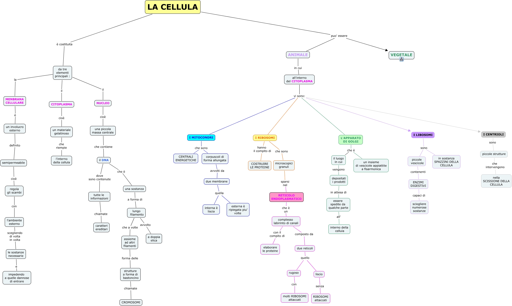 Cellula Animale Alessia Rovoletto 2c Mappa Concettuale