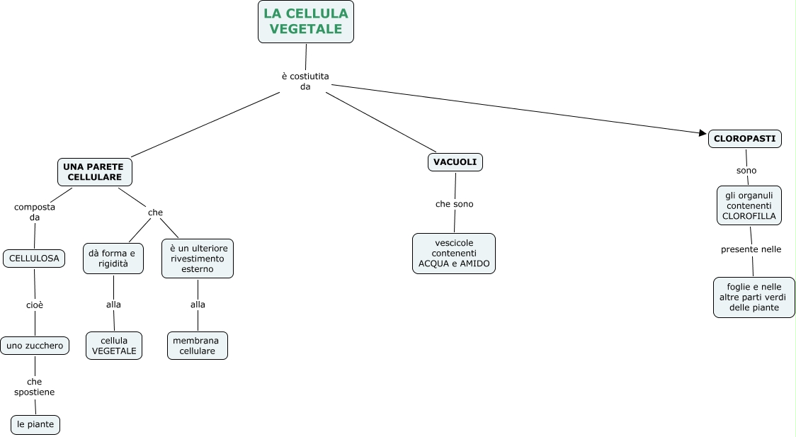 Cellula Vegetale Alessia Rovoletto 2c Mappa Concettuale