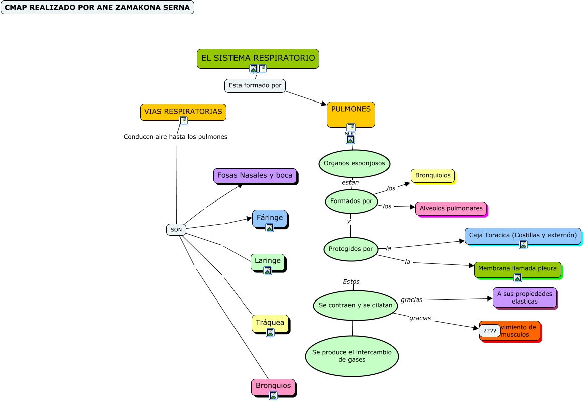 Mapa Conceptual El Sistema Respiratorio