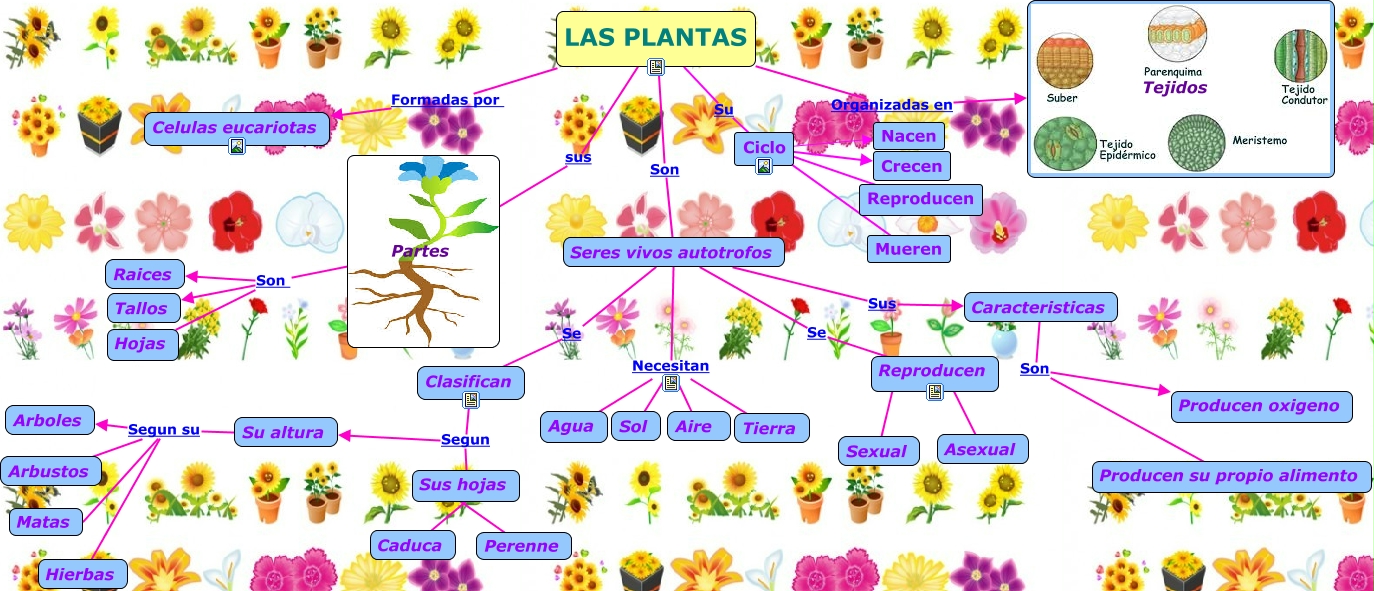 Mapa Conceptual De Las Plantas Mapa Conceptual Planta - vrogue.co