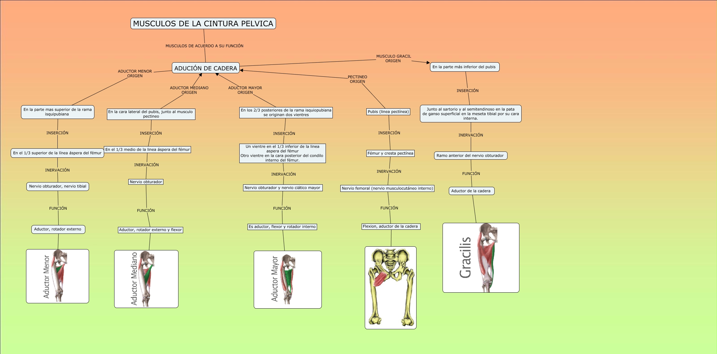 aducion de la cadera