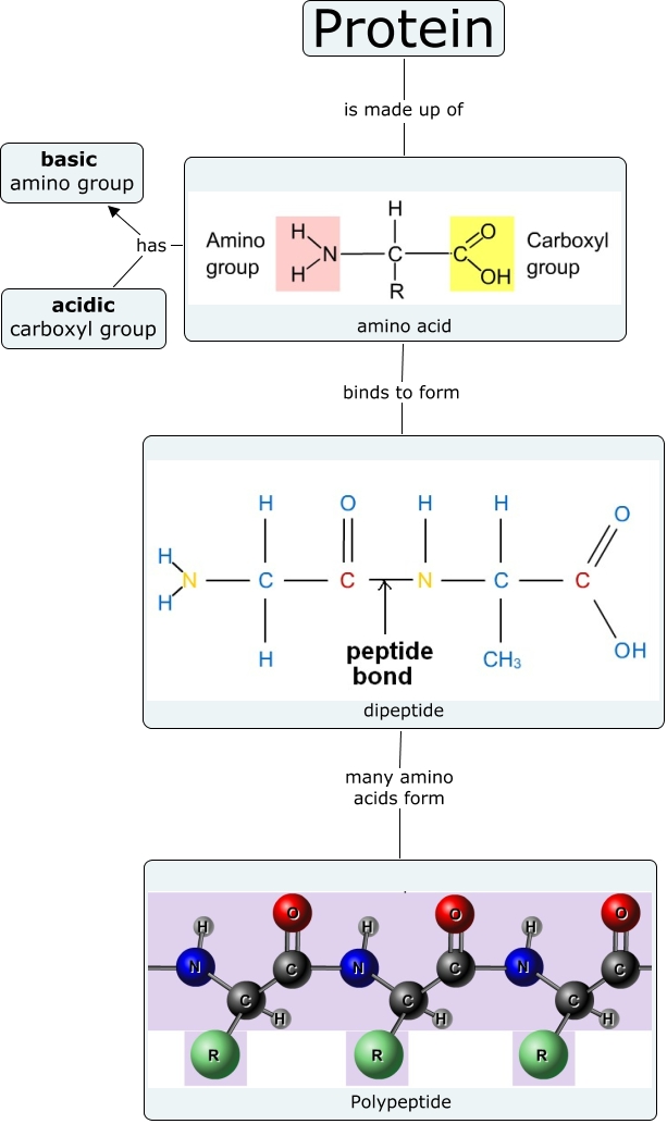 protein_practical molecules_of_life