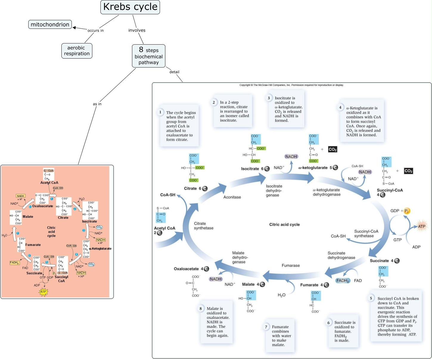krebs_cycle_lecture