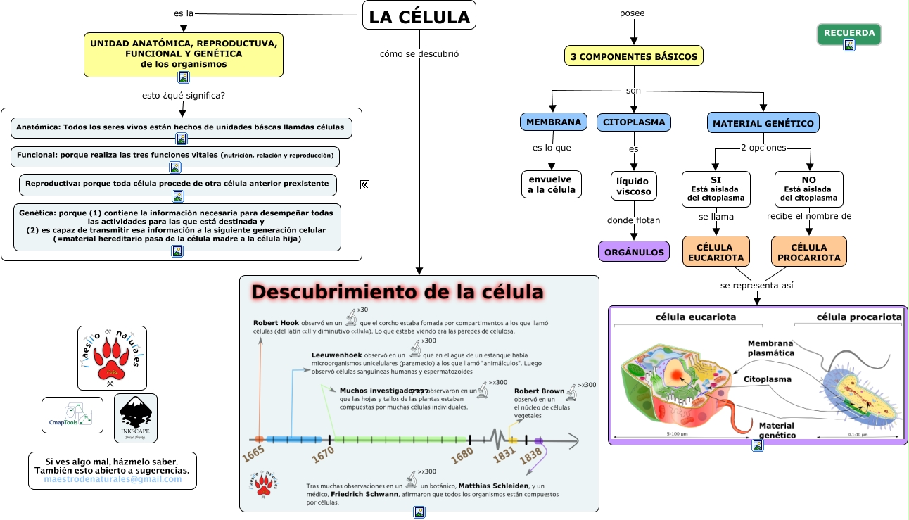 Tema 11 1 Descubrimiento Y Teoria Celular